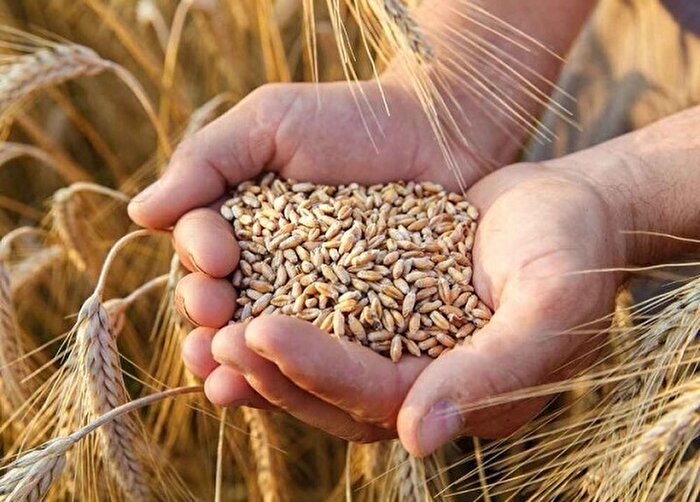 پیش بینی تولید ۱۳.۵ میلیون تن گندم در سال جاری