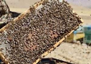 نبود ملکه اصلاح‌ شده، چالش جدی زنبورداری کشور است