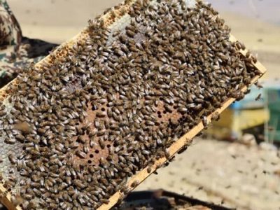 نبود ملکه اصلاح‌ شده، چالش جدی زنبورداری کشور است