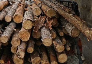 تولید برق از چوب؛ تبدیل چوب به باتری خورشیدی