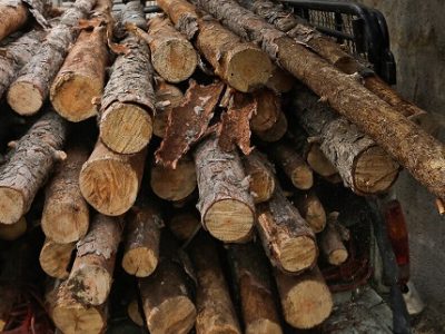 تولید برق از چوب؛ تبدیل چوب به باتری خورشیدی