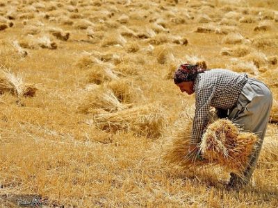خرید تضمینی گندم با رشد ۷۰ درصدی از شش استان کشور