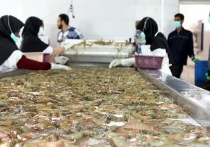 آغاز رجیستری واحدهای فرآوری و بسته‌بندی آبزیان ایران در ترکیه