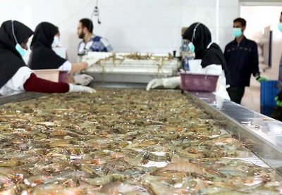 آغاز رجیستری واحدهای فرآوری و بسته‌بندی آبزیان ایران در ترکیه