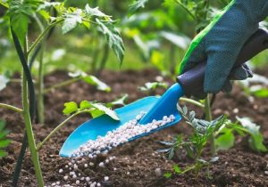 تذکر دادستانی تهران نسبت به بازنگری قیمت کودهای شیمیایی
