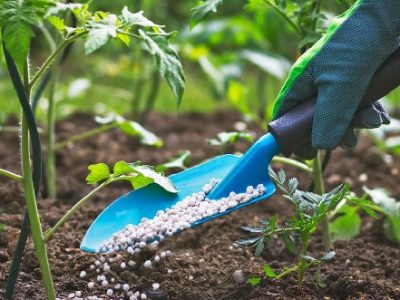 تذکر دادستانی تهران نسبت به بازنگری قیمت کودهای شیمیایی