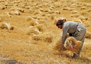 کشور طی سال جاری در تولید گندم به خودکفایی می رسد