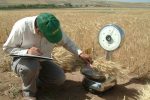 واریز ۱۱ هزار میلیارد تومان به حساب ۲۳ هزار گندمکار با عاملیت بانک کشاورزی