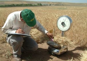 واریز ۱۱ هزار میلیارد تومان به حساب ۲۳ هزار گندمکار با عاملیت بانک کشاورزی