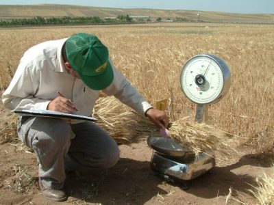 واریز ۱۱ هزار میلیارد تومان به حساب ۲۳ هزار گندمکار با عاملیت بانک کشاورزی