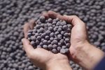 انبار گندله یک شرکت سنگ آهنی در بورس کالا گشایش یافت