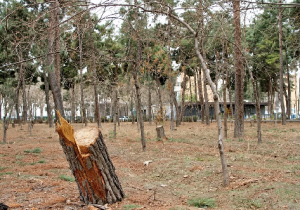 شهرداری تهران بدون نظر منابع طبیعی درختی را قطع نمیکند