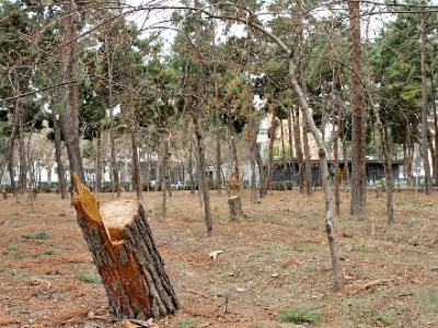 شهرداری تهران بدون نظر منابع طبیعی درختی را قطع نمیکند