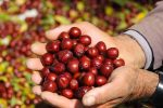عناب؛ میوه ای با خواص دارویی