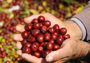 عناب؛ میوه ای با خواص دارویی