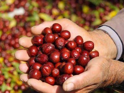 عناب؛ میوه ای با خواص دارویی